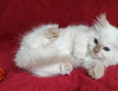 Mink Cinnamon Point Ragdoll