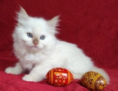 Mink Cinnamon Point Ragdoll