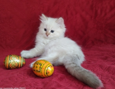 Traditional Chocolate Lynx Point