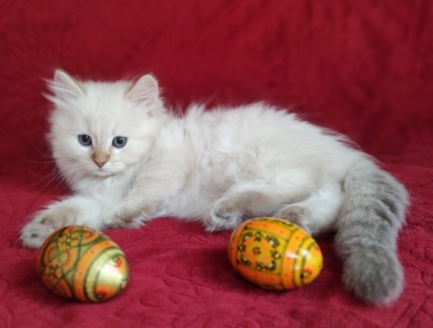 Traditional Chocolate Lynx Point Ragdoll