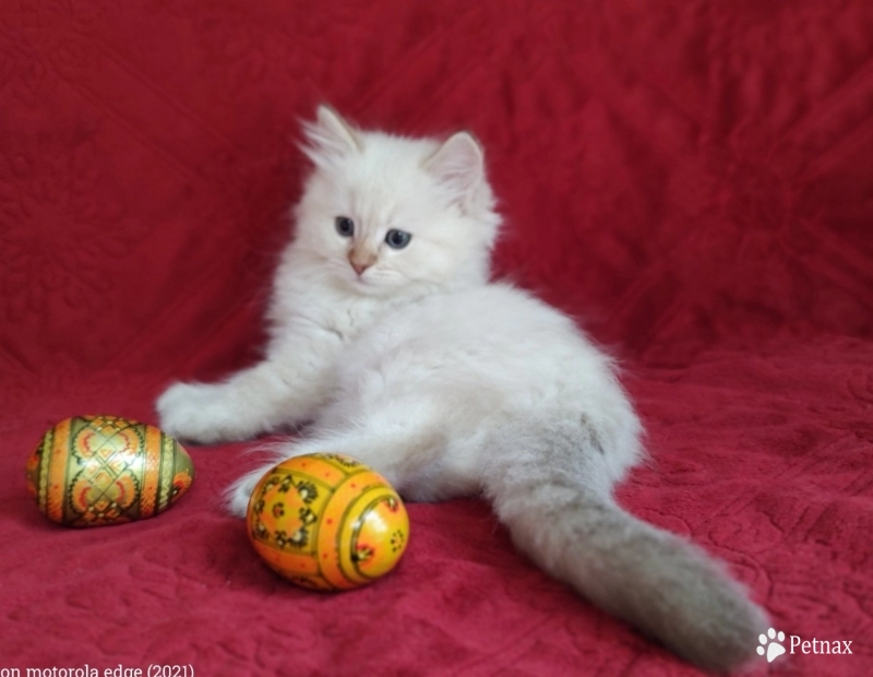 Traditional Chocolate Lynx Point Ragdoll