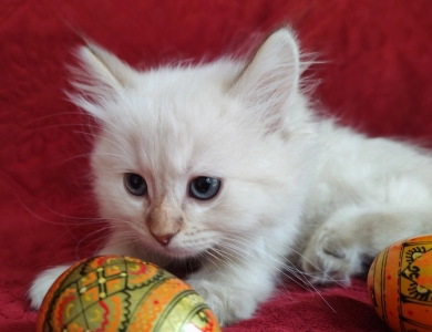 Traditional Chocolate Lynx Point Ragdoll