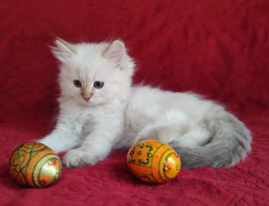 Traditional Chocolate Lynx Point Ragdoll