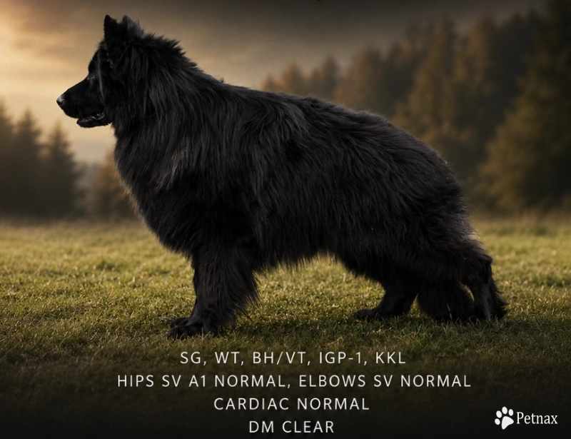 SG Charlie Von Silvija Haus BH WB IGP-1 KKL German Shepherd