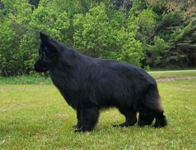SG Charlie Von Silvija Haus BH WB IGP-1 KKL German Shepherd