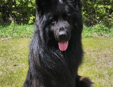 SG Charlie Von Silvija Haus BH WB IGP-1 KKL German Shepherd