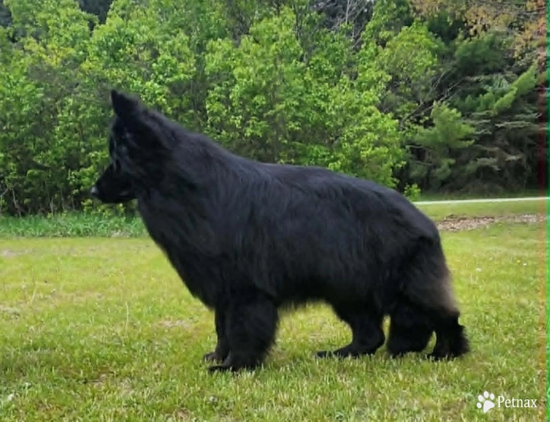SG Charlie Von Silvija Haus BH WB IGP-1 KKL German Shepherd