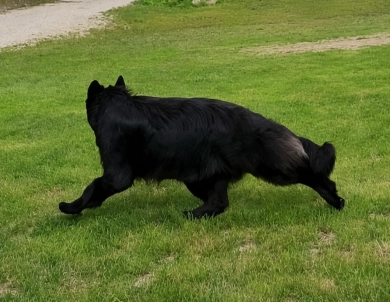 SG Charlie Von Silvija Haus BH WB IGP-1 KKL German Shepherd