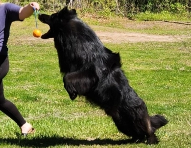 SG Charlie Von Silvija Haus BH WB IGP-1 KKL German Shepherd