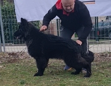 SG Charlie Von Silvija Haus BH WB IGP-1 KKL German Shepherd