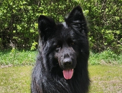 SG Charlie Von Silvija Haus BH WB IGP-1 KKL German Shepherd