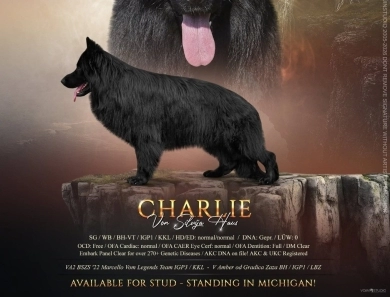 SG Charlie Von Silvija Haus BH WB IGP-1 KKL German Shepherd
