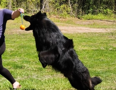 SG Charlie Von Silvija Haus BH WB IGP-1 KKL German Shepherd