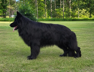 SG Charlie Von Silvija Haus BH WB IGP-1 KKL
