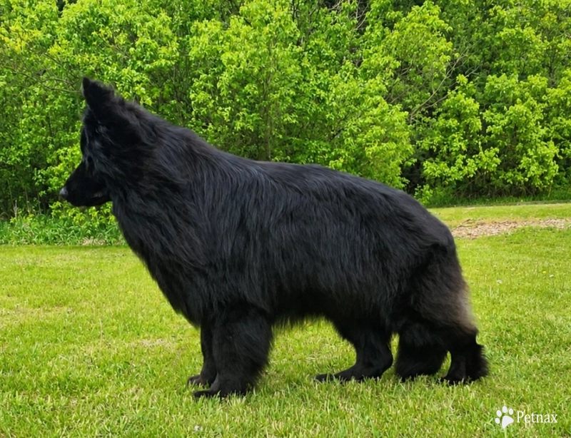 SG Charlie Von Silvija Haus BH WB IGP-1 KKL German Shepherd