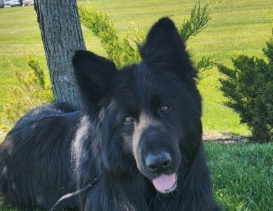 SG Charlie Von Silvija Haus BH WB IGP-1 KKL German Shepherd