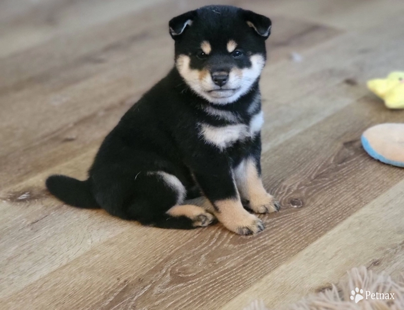 Sakura Alpha Girl 1 (small) Shiba Inu