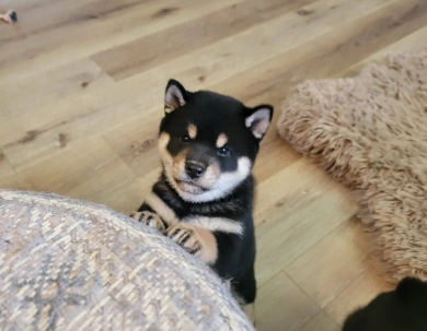 Sakura Alpha Girl 2 (large) Shiba Inu