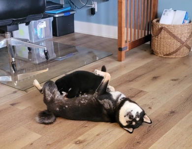 Sakura Shiba Inu
