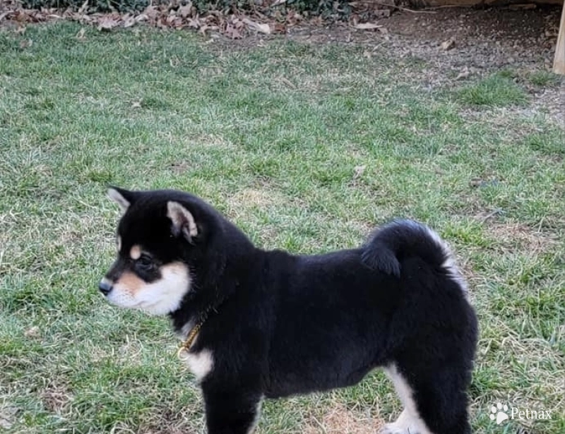 Sakura Shiba Inu