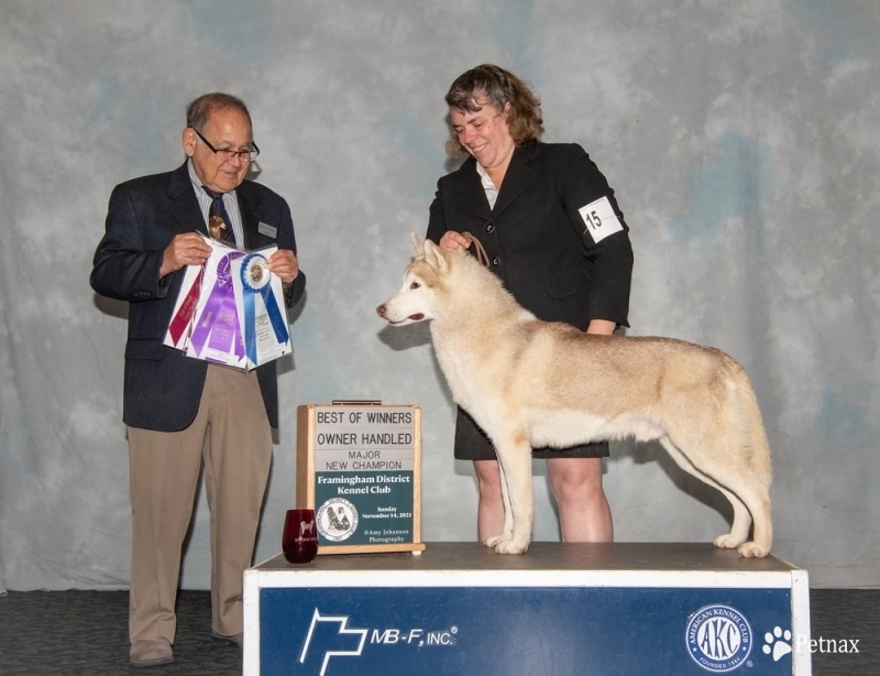 Midnight White N Snowdancer's Believer Siberian Husky