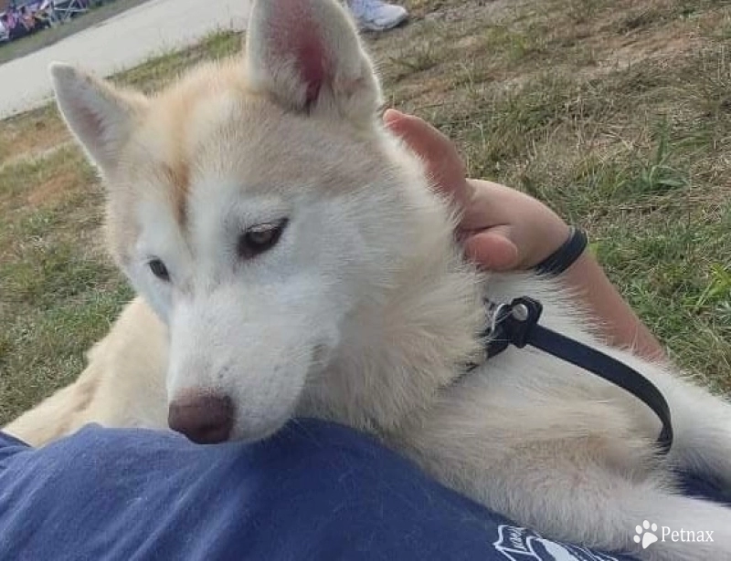White Berch High Willow Peak Siberian Husky