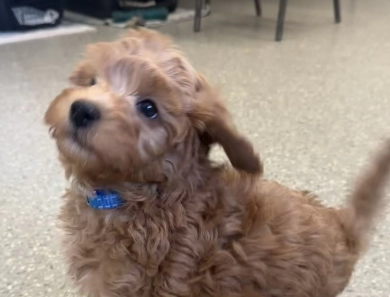 Ralphie Ralphie Labradoodle