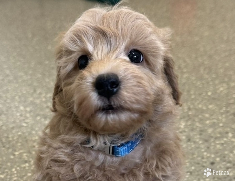 Ralphie Labradoodle