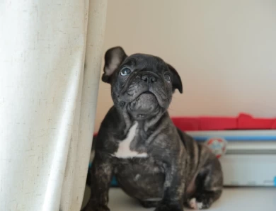 Archie Puppies for Sale