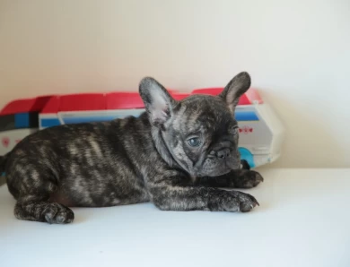 Lexi Puppies for Sale