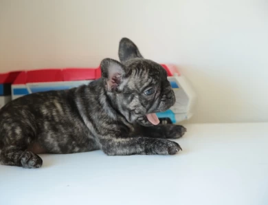 Lexi Puppies for Sale