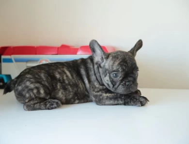 Lexi Puppies for Sale