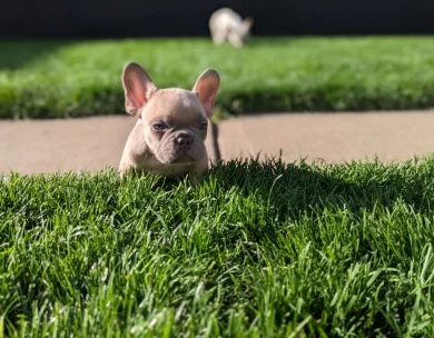 Lilac Fawn Puppies for Sale