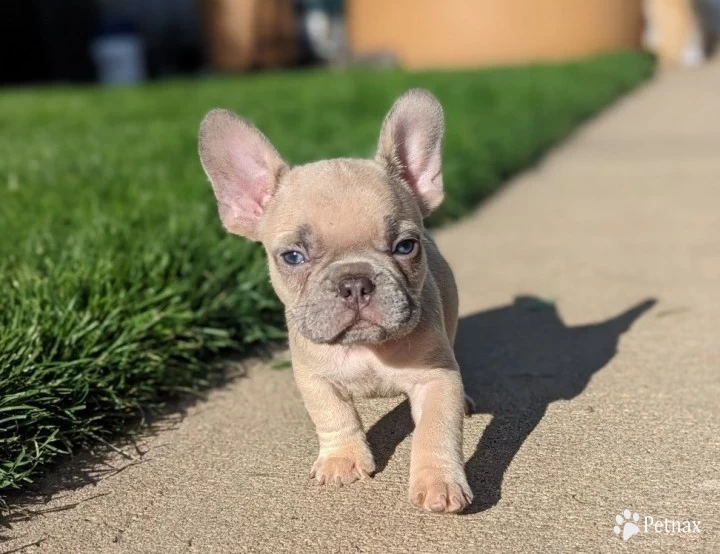 Lilac Fawn Puppies for Sale