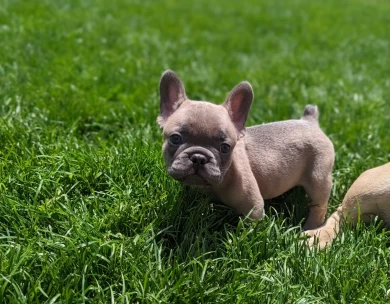 Blue Fawn Puppies for Sale