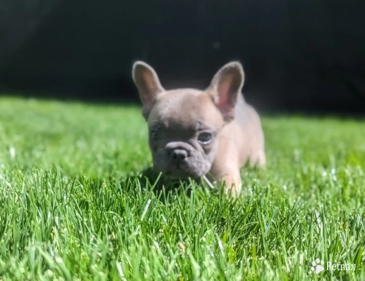 Blue Fawn Puppies for Sale