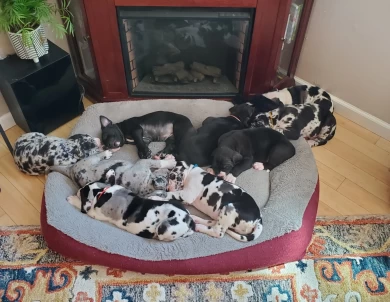 Great Danes from Health tested parents 