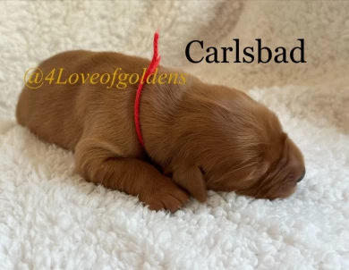 Carlsbad Puppies for Sale