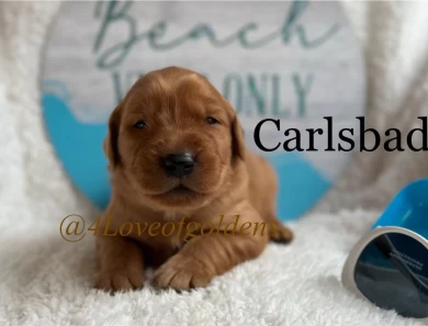 Carlsbad Puppies for Sale