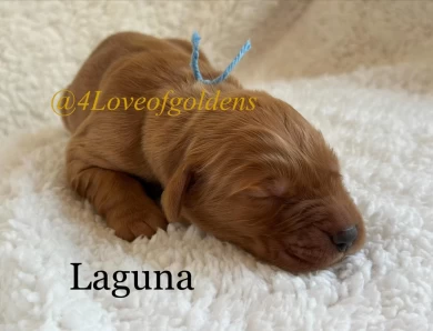 Laguna Puppies for Sale