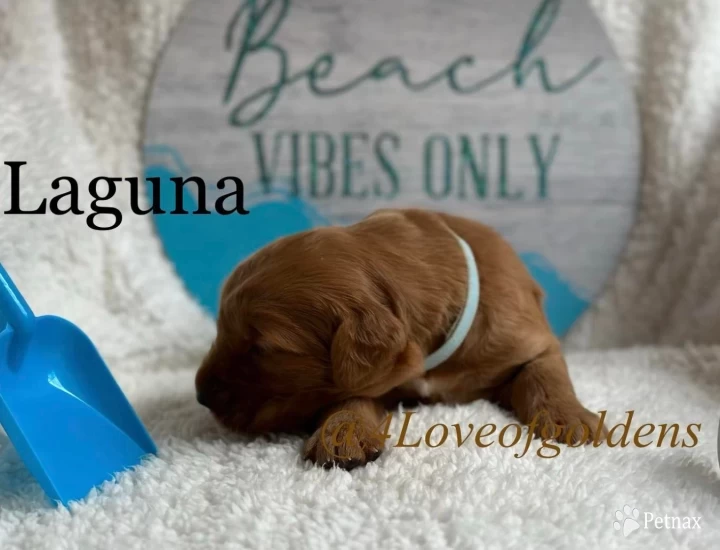 Laguna Puppies for Sale