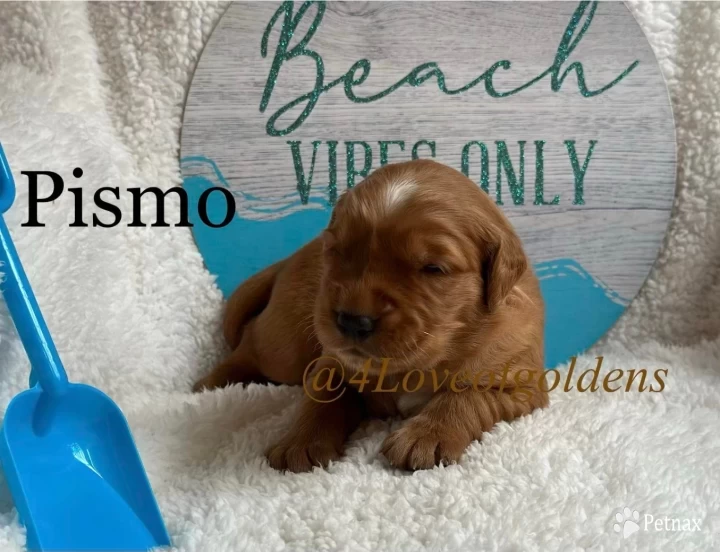 Pismo Puppies for Sale