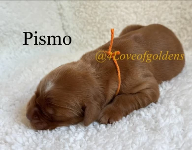 Pismo Puppies for Sale