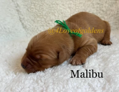 Malibu Puppies for Sale