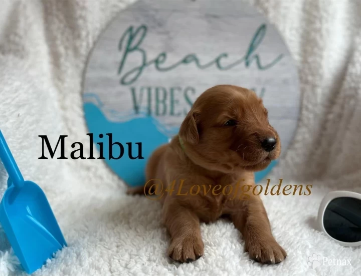 Malibu Puppies for Sale