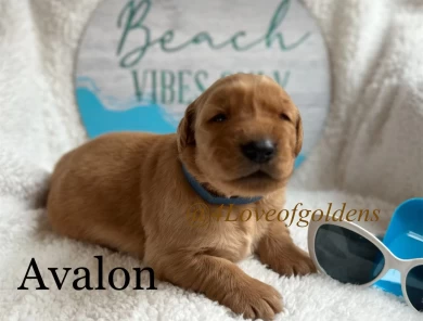 Avalon