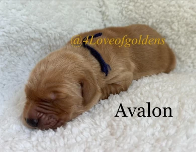 Avalon Puppies for Sale