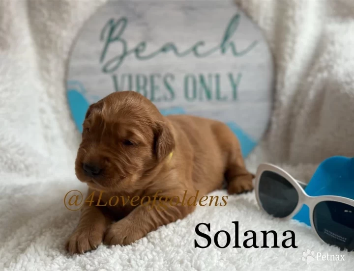 Solana Puppies for Sale