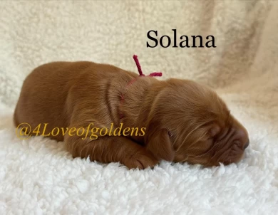 Solana Puppies for Sale