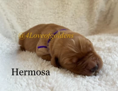 Hermosa Puppies for Sale